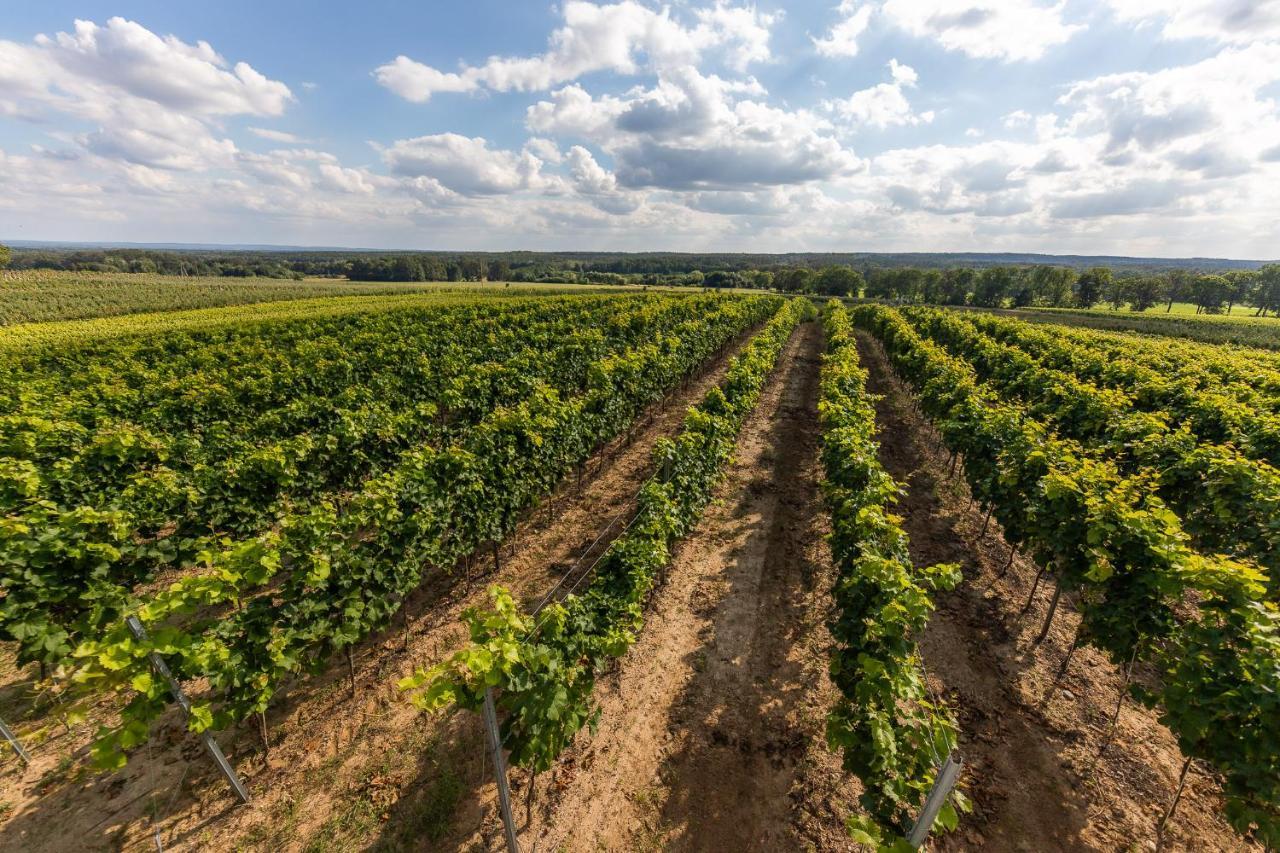 Winnica Anna Noclegi Krosnice Exteriér fotografie
